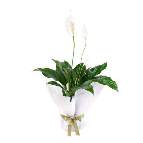 Barış Çiçeği - Spathiphyllum Sweet Chico