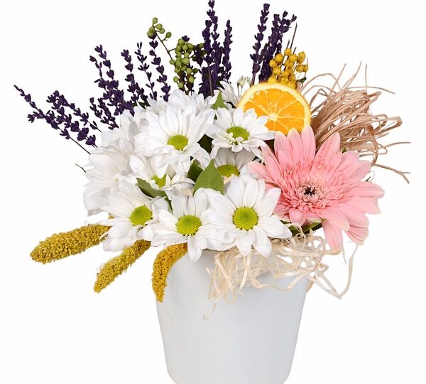gerbera