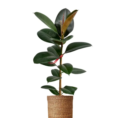 Kauçuk Çiçeği(Ficus Elastica Robusta-Tek Köklü)